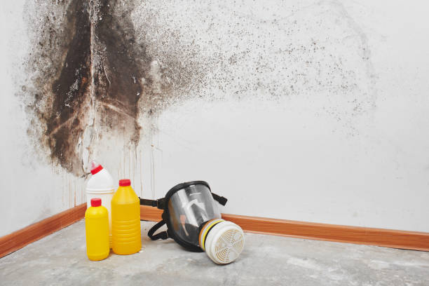 Best Mold Removal Company Near Me  in Salem, WV