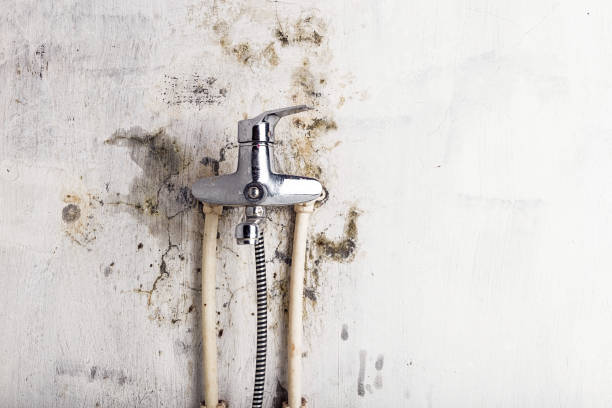 Best Professional Mold Removal  in Salem, WV