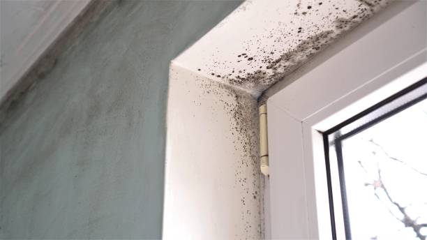 Best Office Mold Removal Services  in Salem, WV