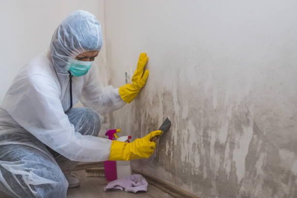 Best Mold Removal and Inspection  in Salem, WV