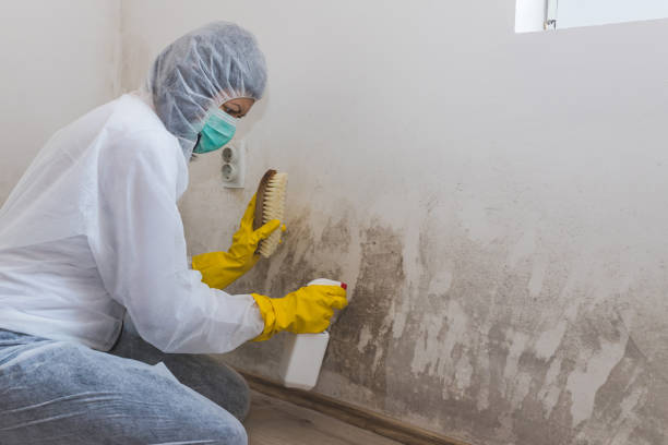 Best Black Mold Removal  in Salem, WV