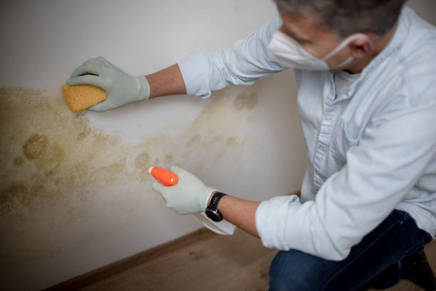 Best Emergency Mold Removal  in Salem, WV