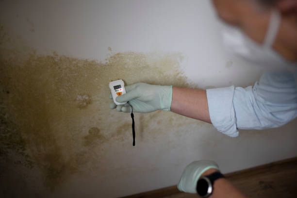 Best Attic Mold Removal  in Salem, WV