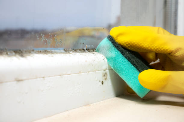 Best Mold Testing  in Salem, WV