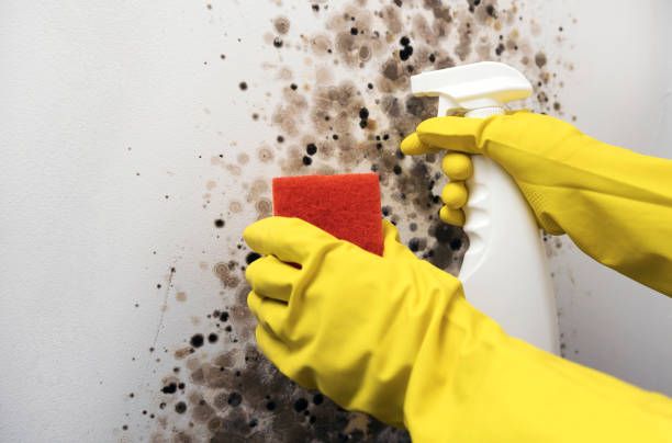 Best Mold Remediation Experts  in Salem, WV