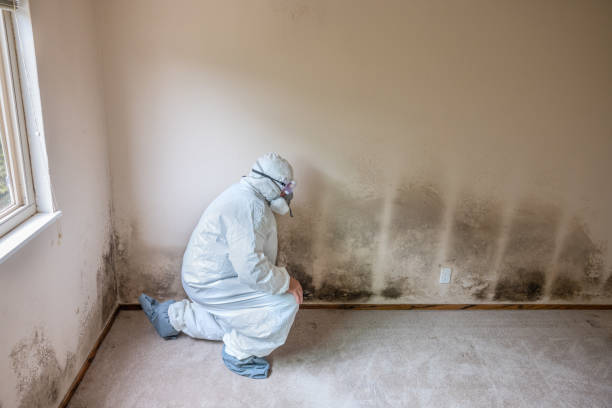 Professional Mold Removal in Salem, WV