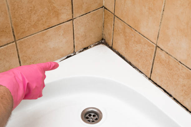 Mold Removal and Inspection in Salem, WV